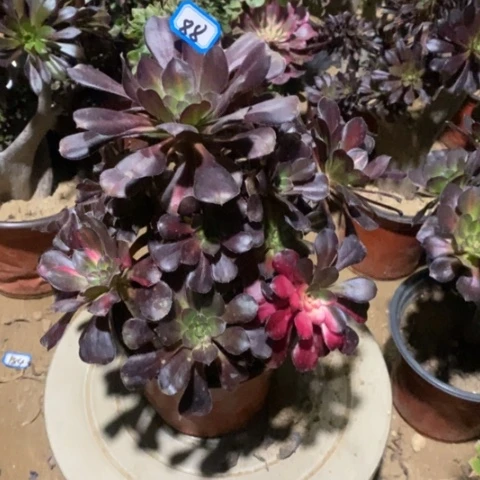 花蝴蝶捧花一物一拍