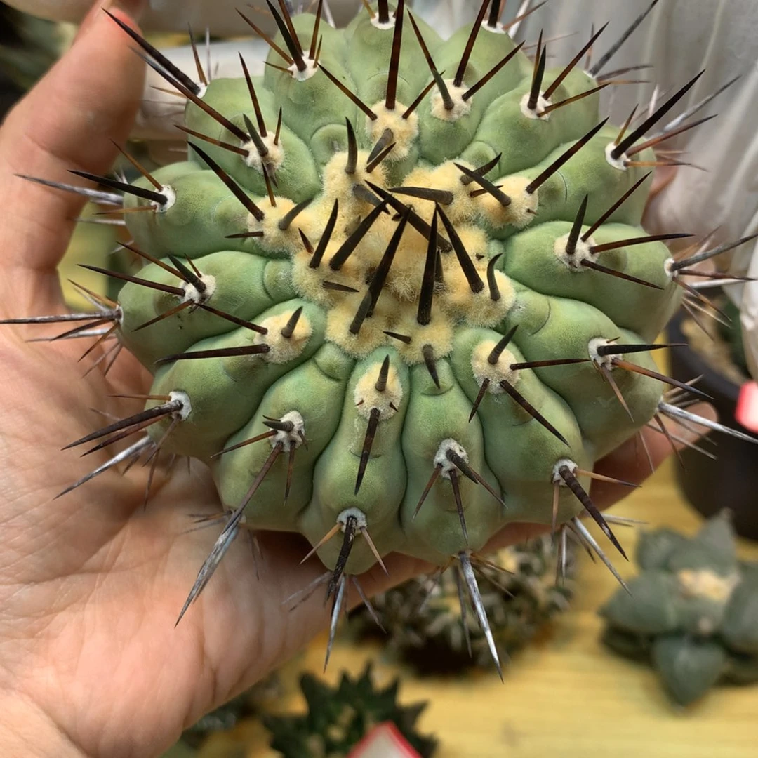 25号 苗接 黑王 整体11公分 无根