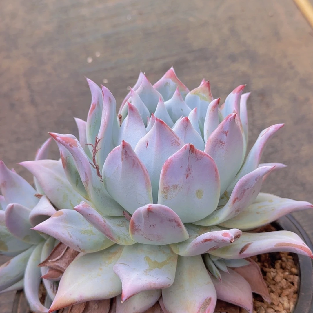 多肉植物多肉植物