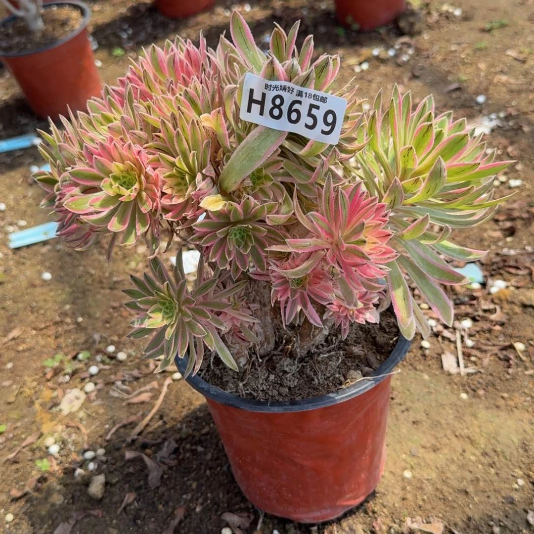 8659夕颜。多肉植物