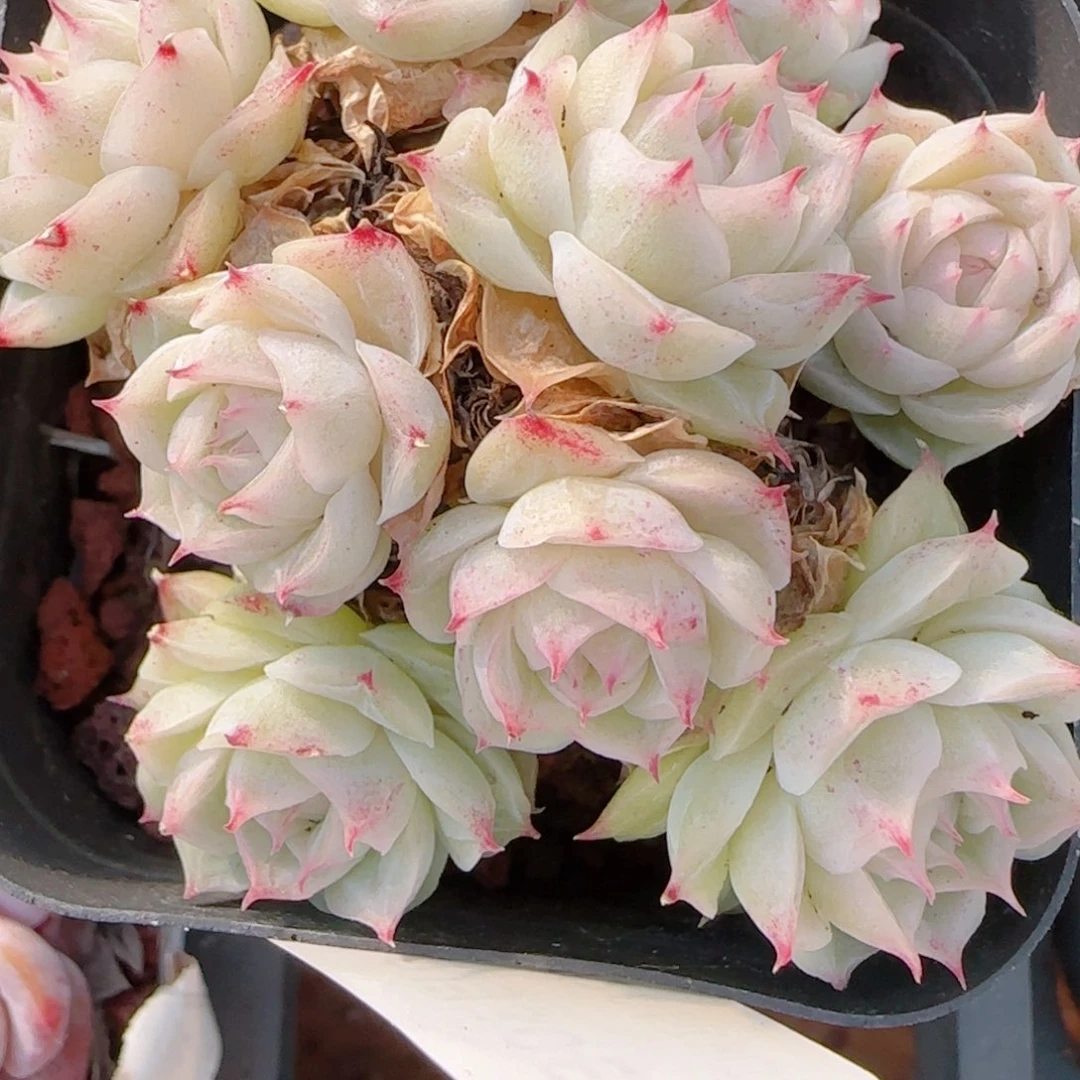 露***么花语多肉1230-72散