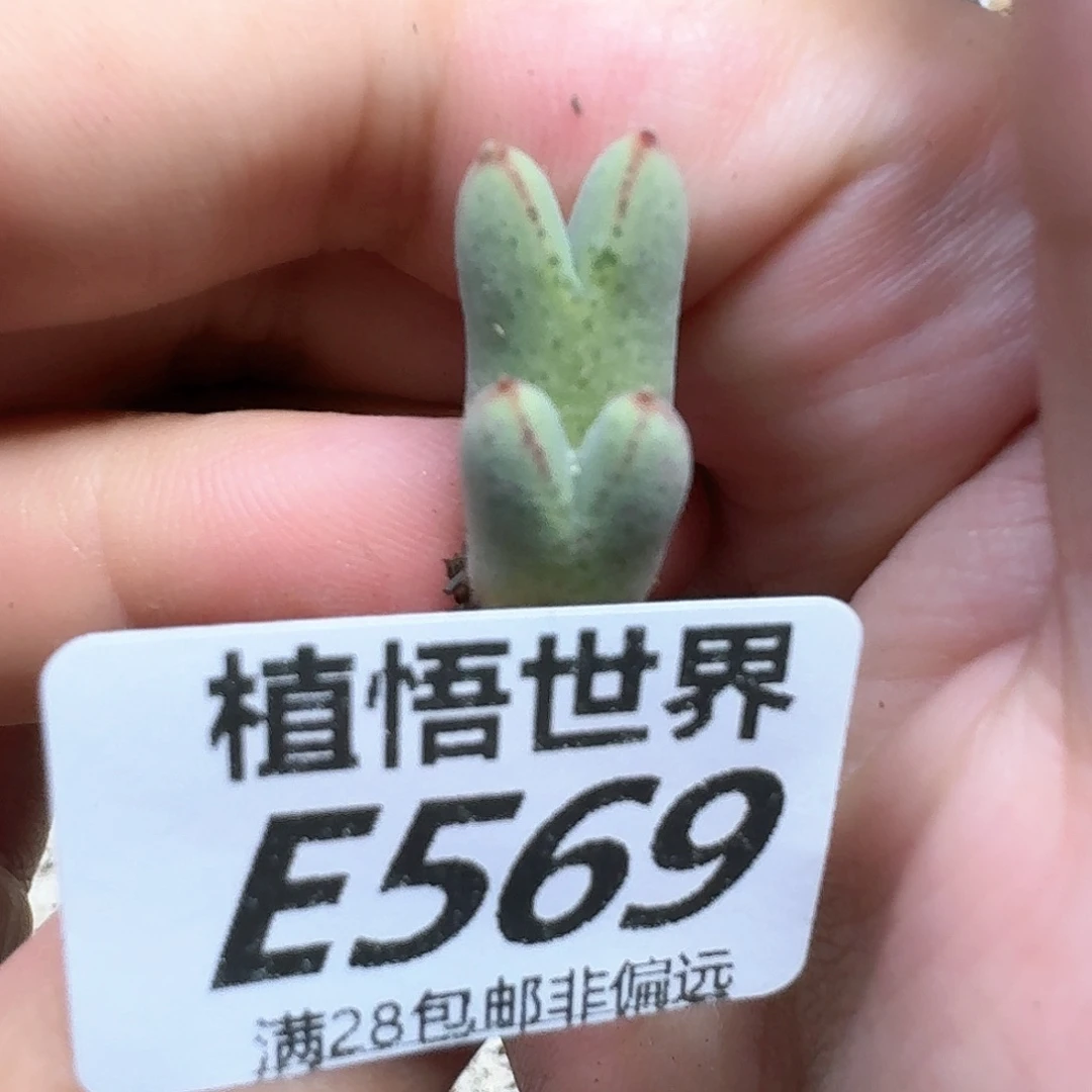 多肉植物的润泽fghh