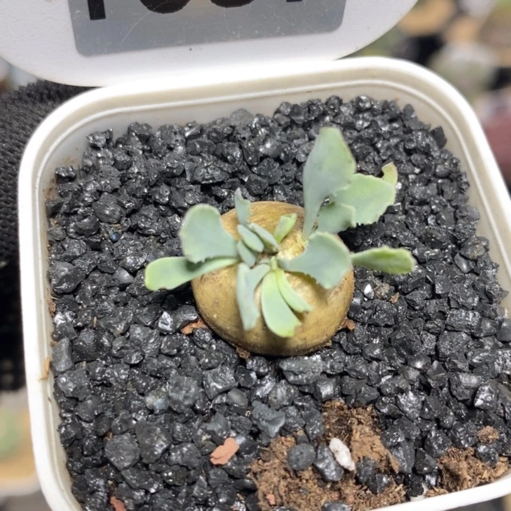 实生格加厚敦菊1059号2cm