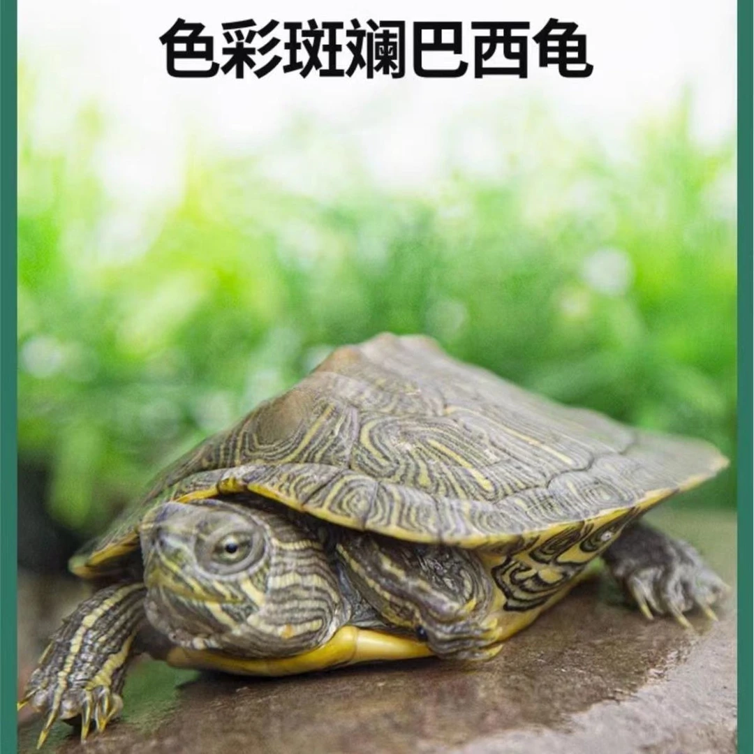 大巴西龟招财下蛋龟草龟观赏乌龟宠物龟