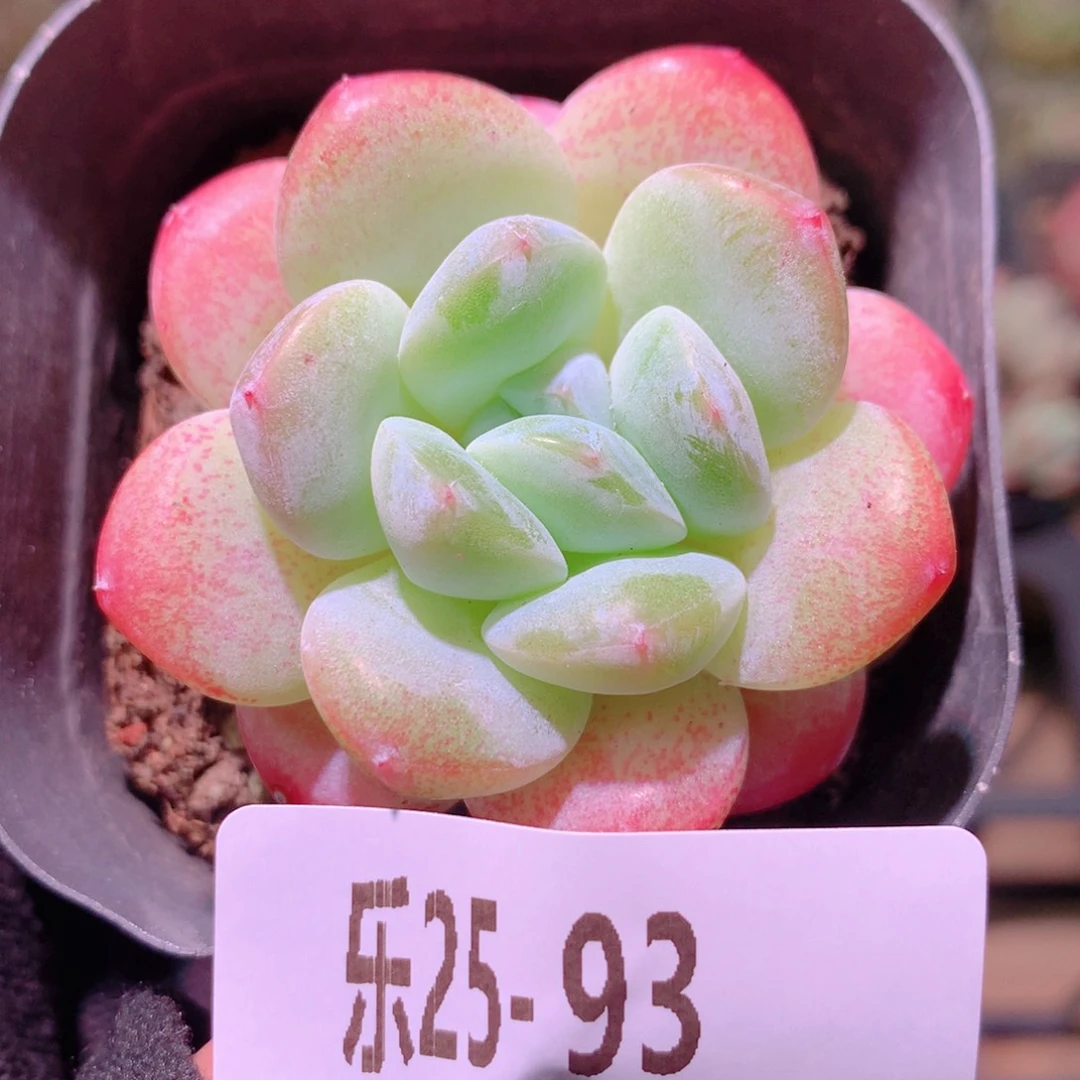 乐然25-93 冰玉单头