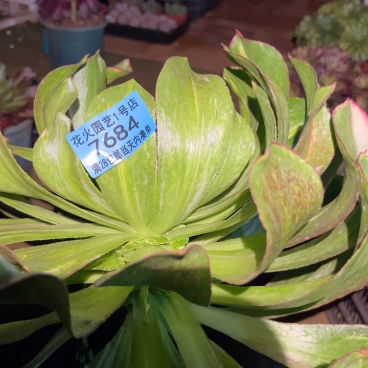 魅影七彩7684多肉植物