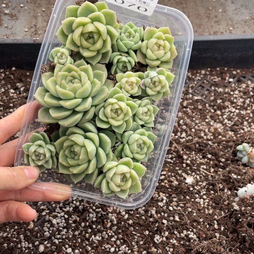 君***）糕大上多肉植物070