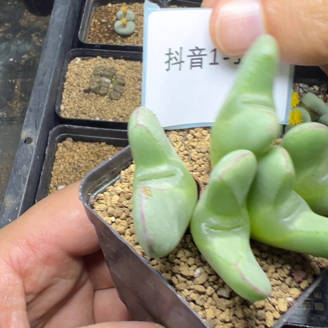 1-122肉锥多肉植物