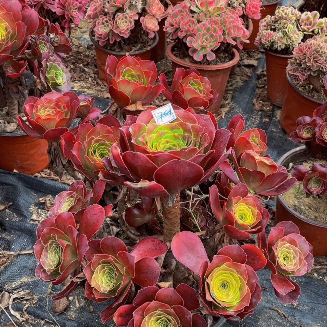 用***0一对不包断枝造型79