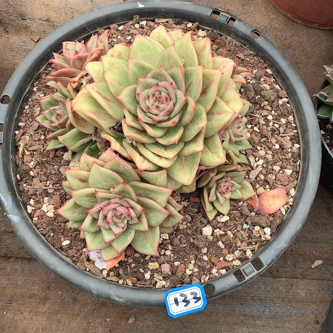 133玫瑰锦一物一拍多肉