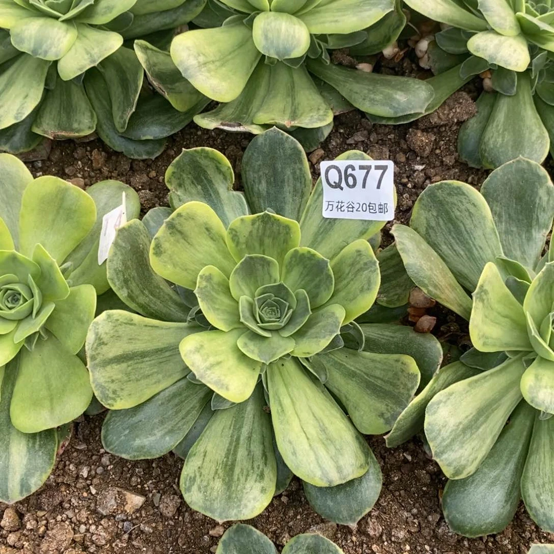 677玉龙锦满崽15厘米多肉量拍