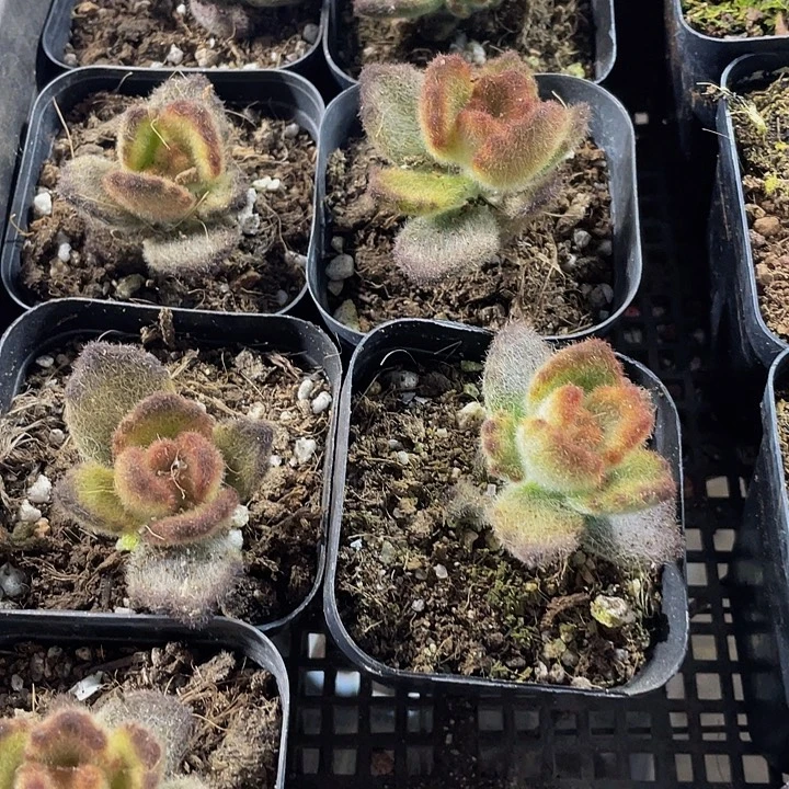 泰迪熊带盆土发货