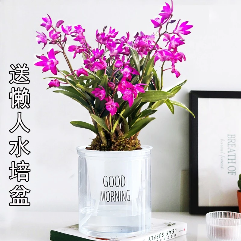 【带多花】澳洲香水石斛兰 刘阁兰花苗浓香室内外花卉绿植盆栽