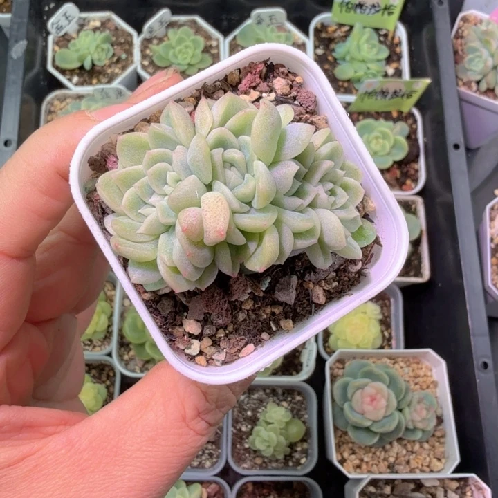 财富密码朵朵缀多肉