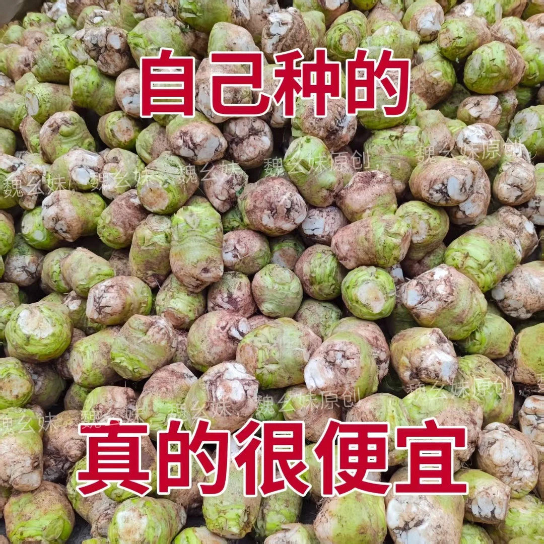 【四川新鲜大头菜】凉拌口味芥菜腌制农家蔬菜大小现摘发货3/5/9斤