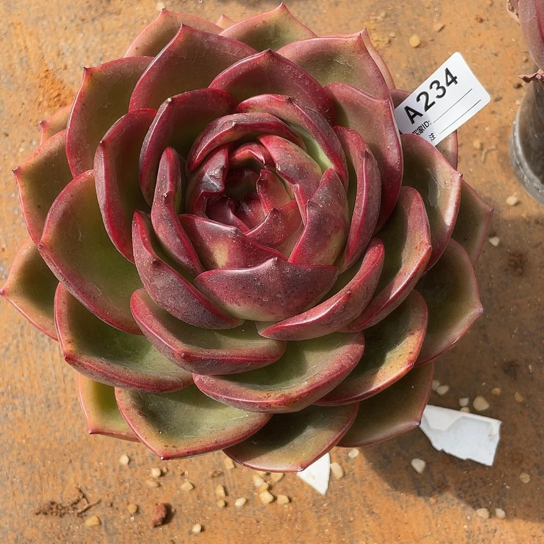 若如东云单拍A234