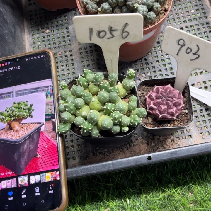 杨***玥1056 903二个好养皮实好活