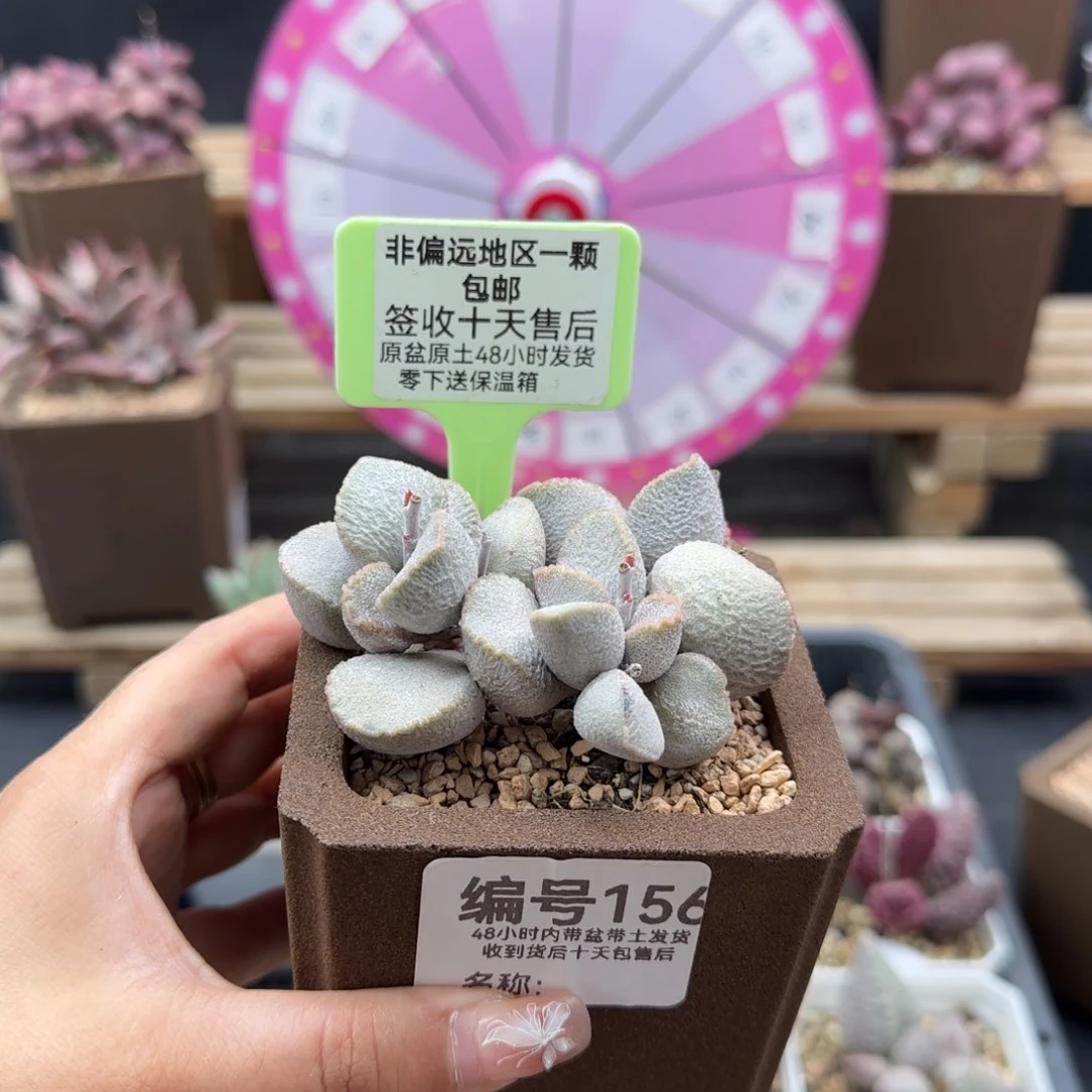 就****吧156圣姬多肉植物补差