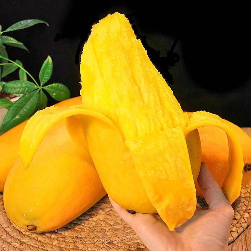 【青黄随机发】海南金煌芒果 新鲜树上摘青芒果现摘水果整箱包邮