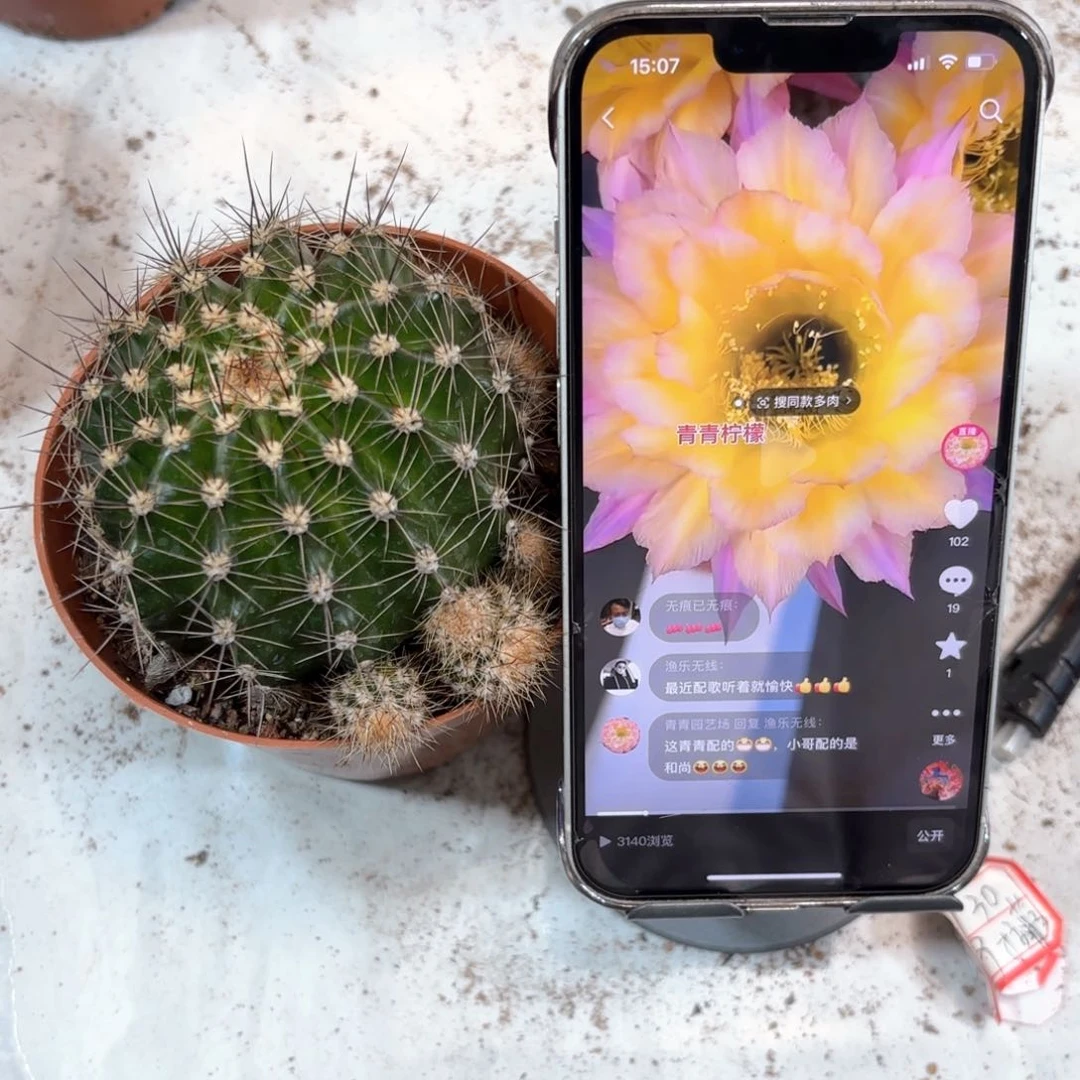 娜***球彩草柠檬7公分左右