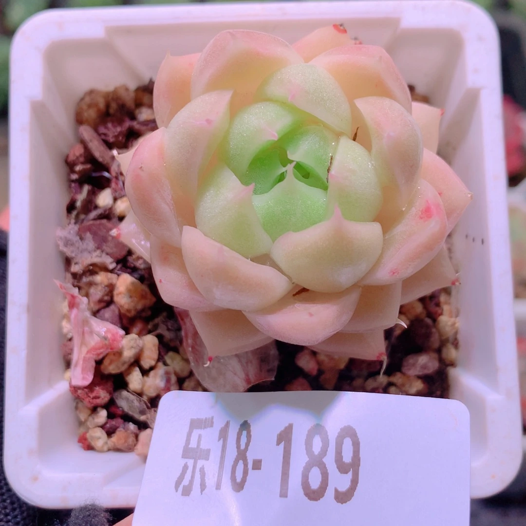 乐然18-189 麦秆单头