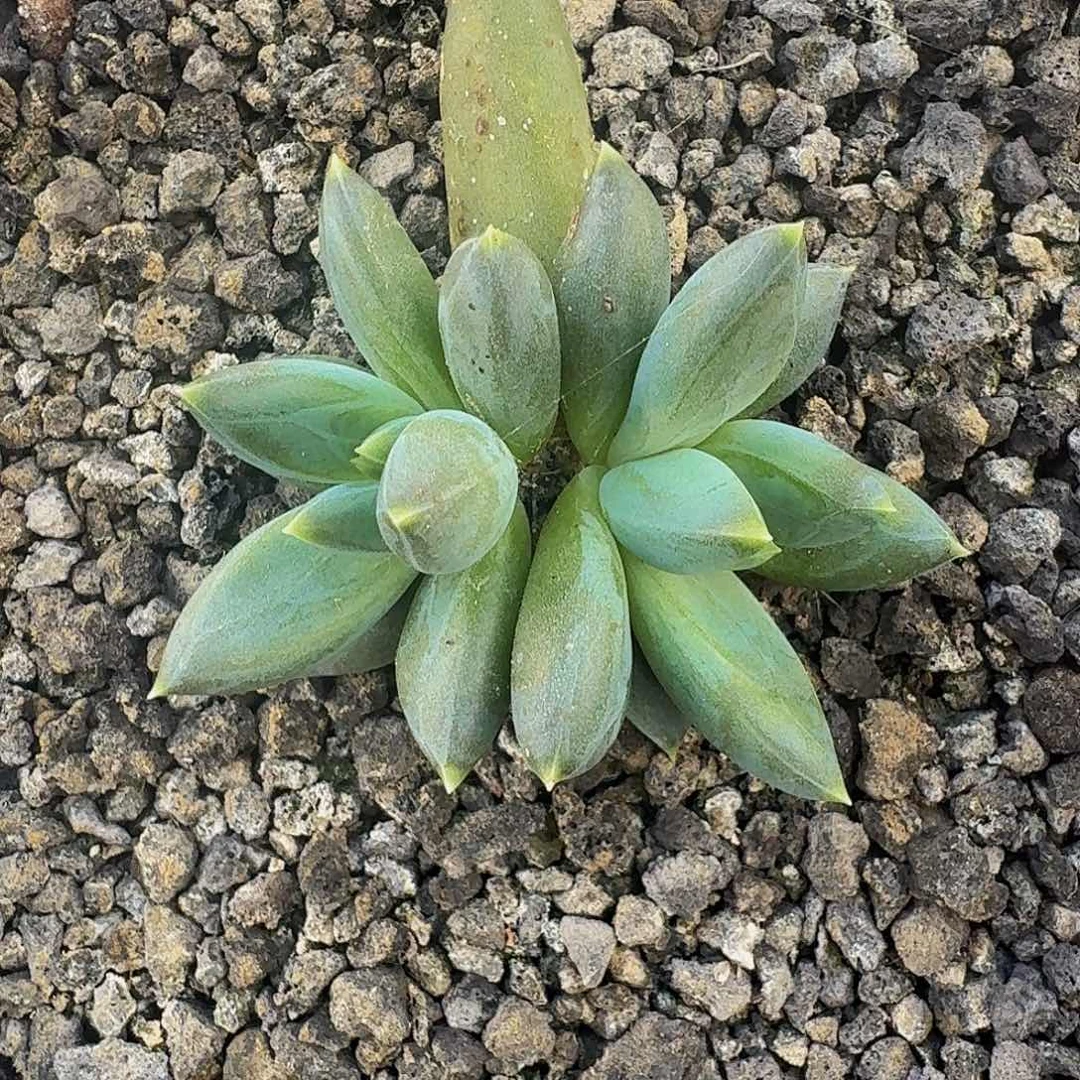 TTN 双头  一物一拍