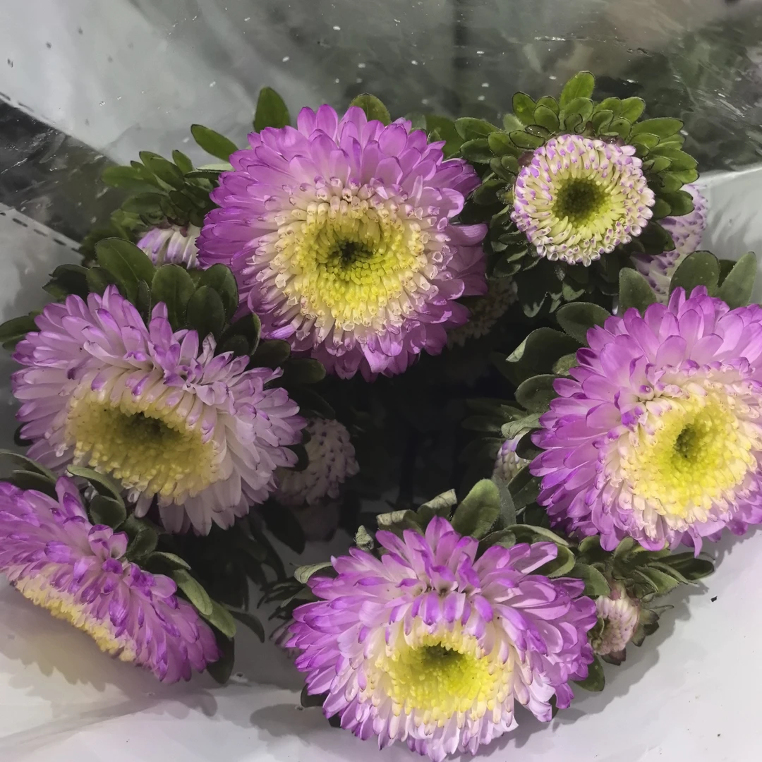 翠菊。小饼干菊5把（20%耗损不售后）