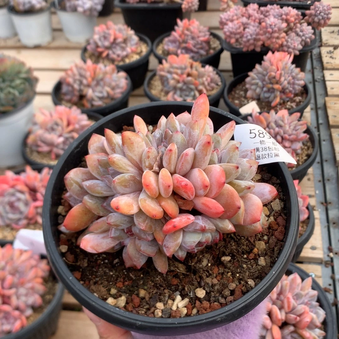 12厘米12头石榴籽胸花小树朵朵 无砍 特价 5895