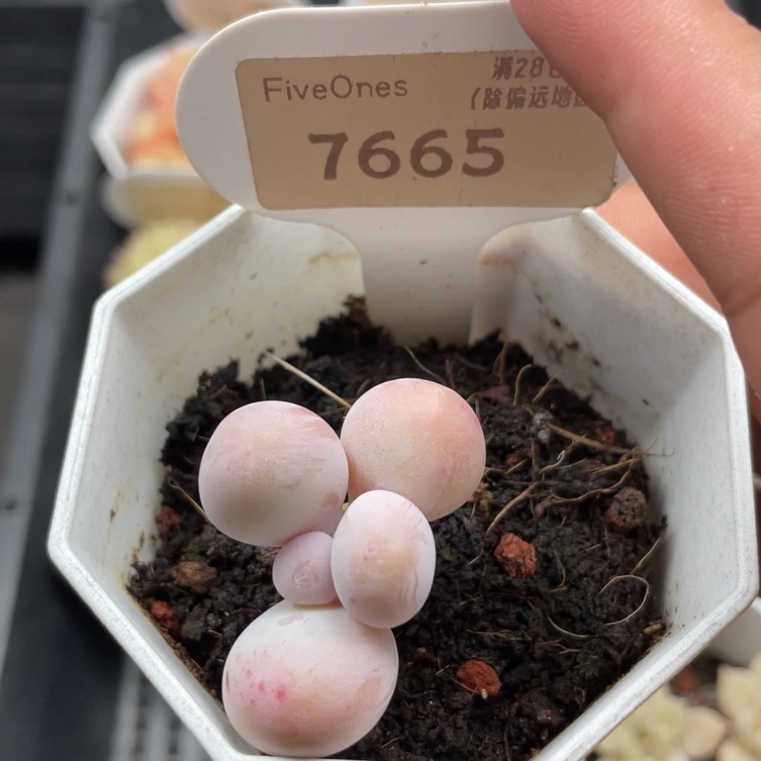 7665橙雪球奶酪4.5厘米