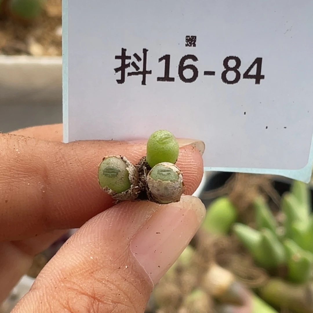 大****16-84肉锥多肉植物