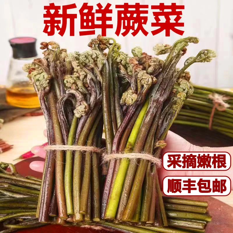 【顺丰包邮】新鲜蕨菜高山龙爪菜应季蔬菜甜撅菜贵州特产野生蕨苔