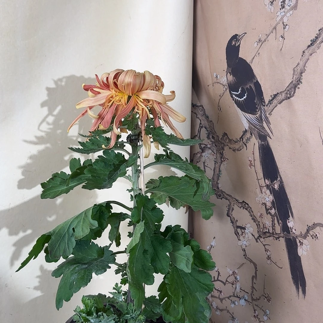 全部花朵K2222222222