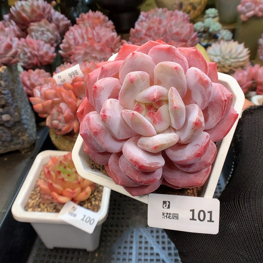 101紫皮橙多肉植物6666