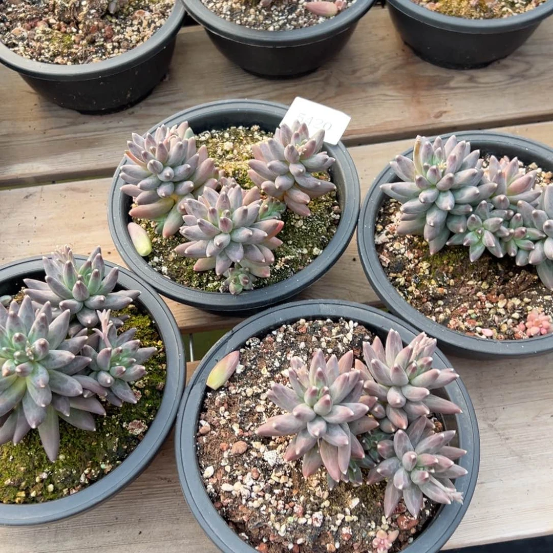 5420量拍 肉多么多么多么多哦