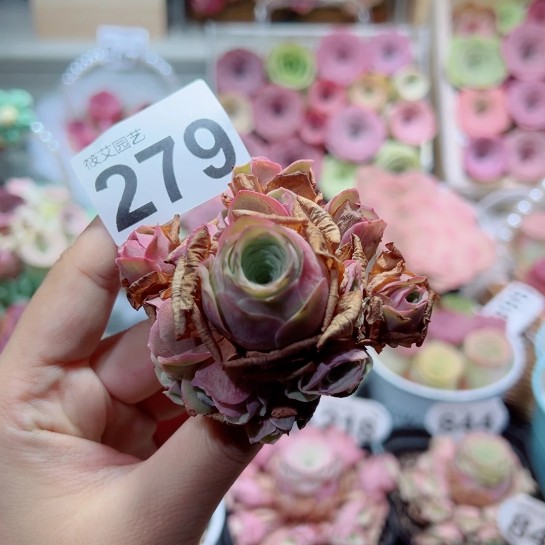 279落樱手捧花。