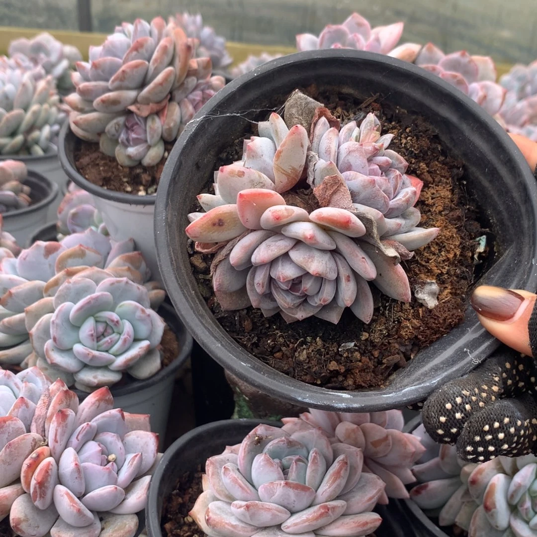 22花花花花花花花