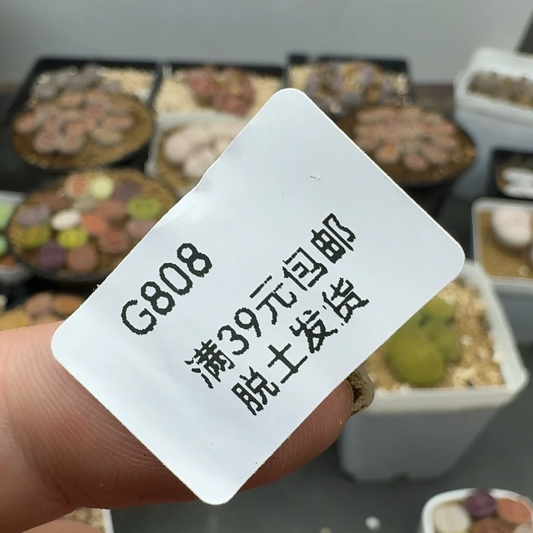 要*爆808混合就一筐哈哈哈哈哈