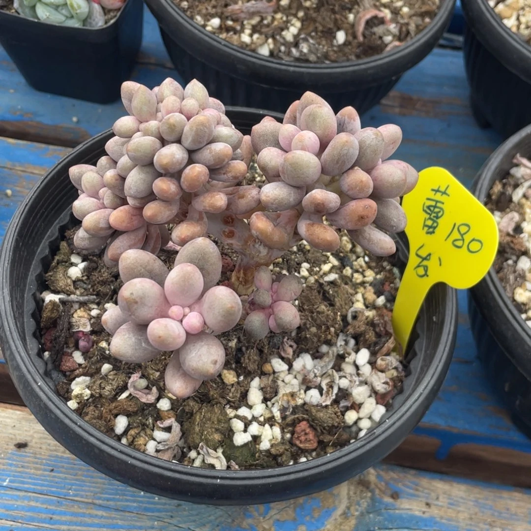 蕾***桃花奶酪缀化发货蕾