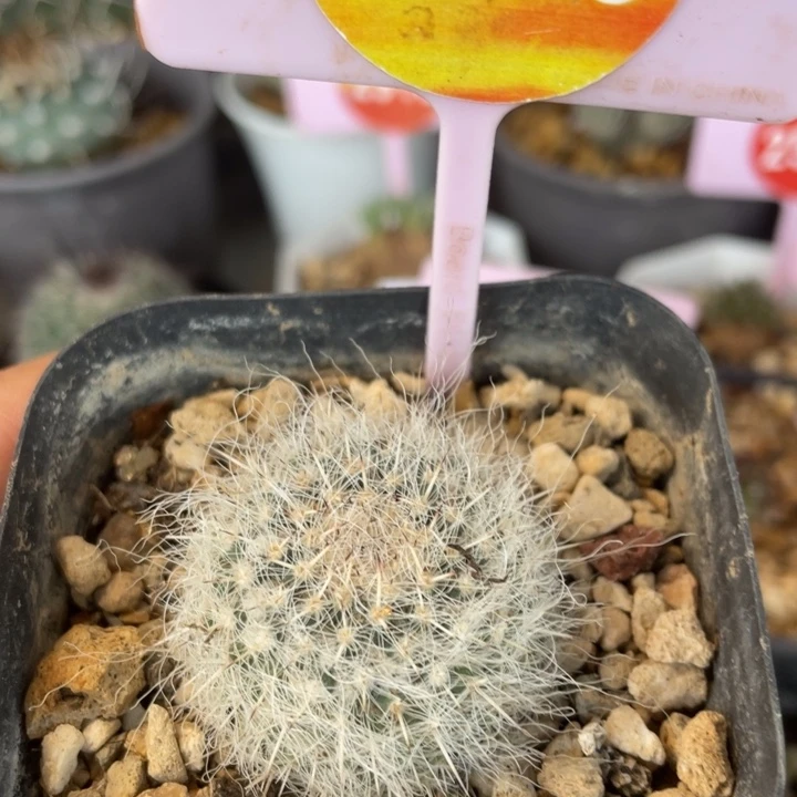 实生穴源玉翁一棵2608