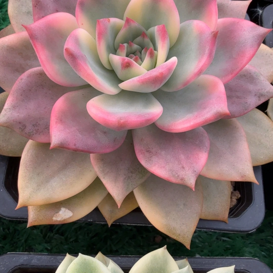 卡梅拉锦多肉锦植物
