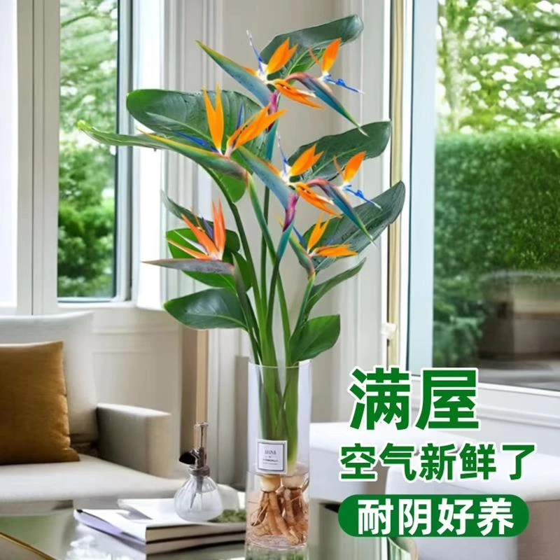 天堂鸟水培植物盆栽客厅室内花卉四季常青好养绿植办公室鹤望兰