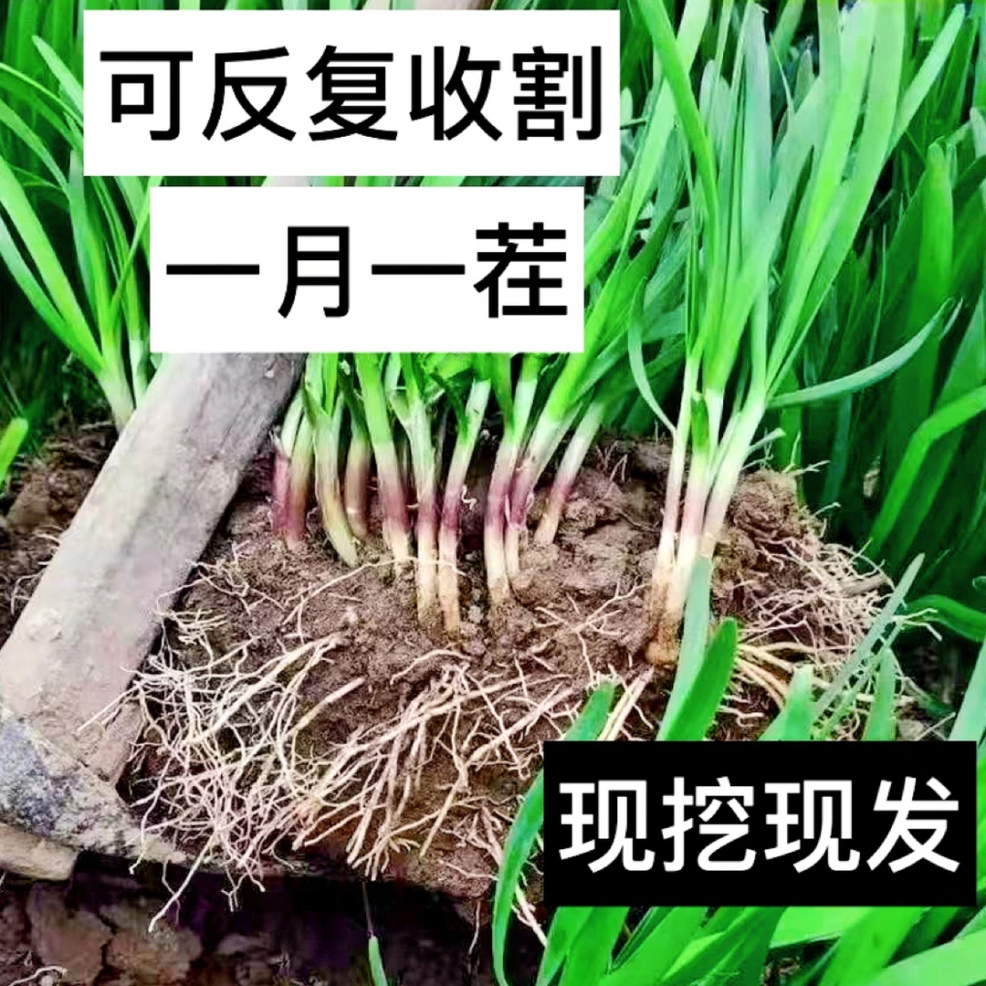 山东寿光独根红韭菜根苗紫根宽叶现挖现发可盆栽可地栽蔬菜