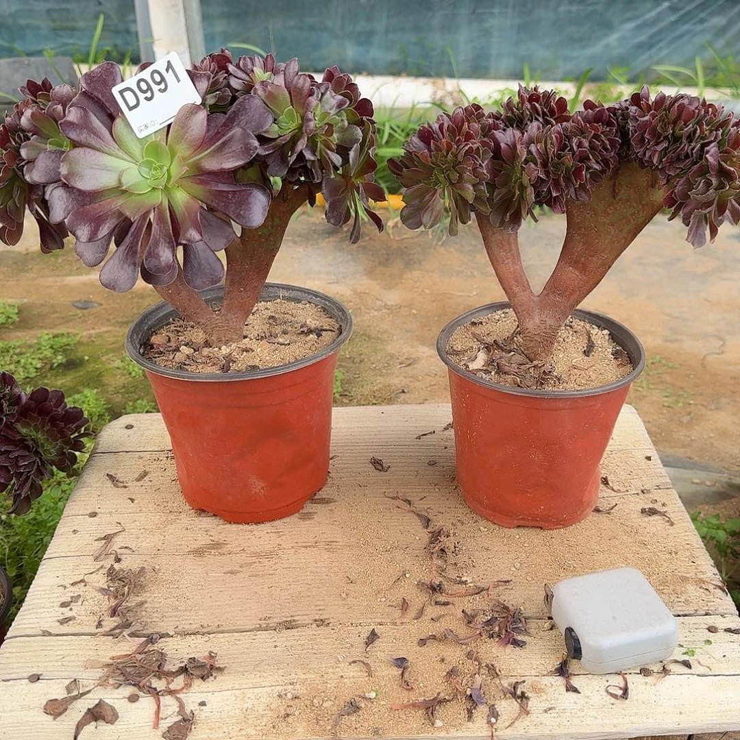 991欧紫共2颗呀呀