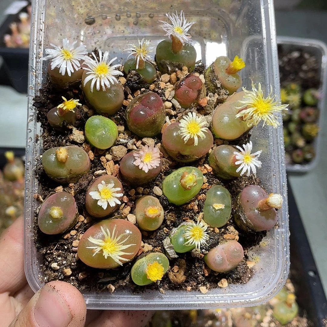 当天凑满十八元包邮56