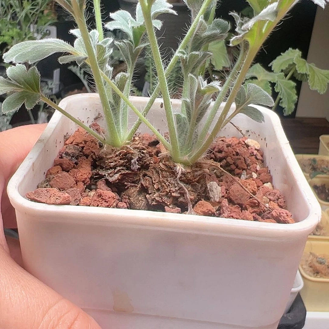 双头开花株红花洋葵