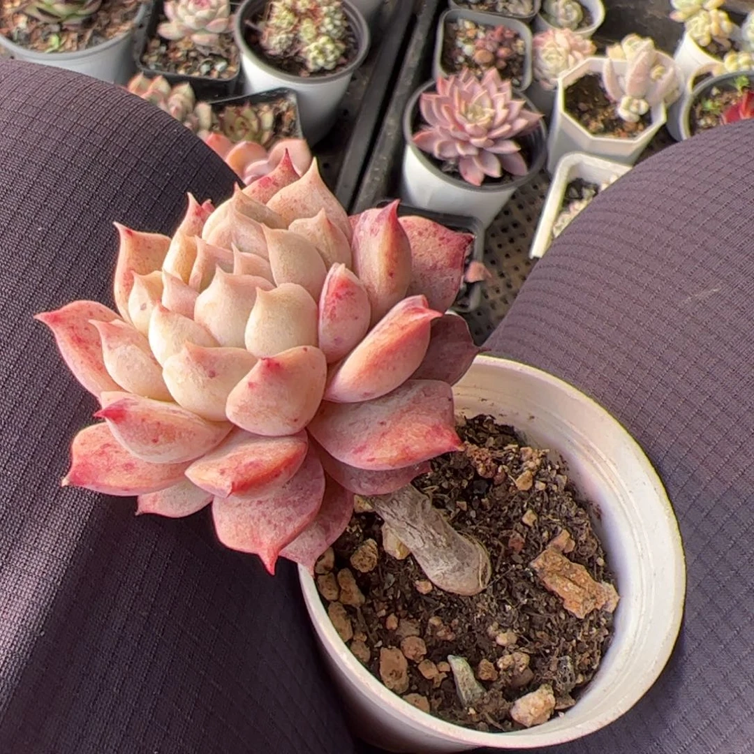 海琳娜小老桩多肉植物