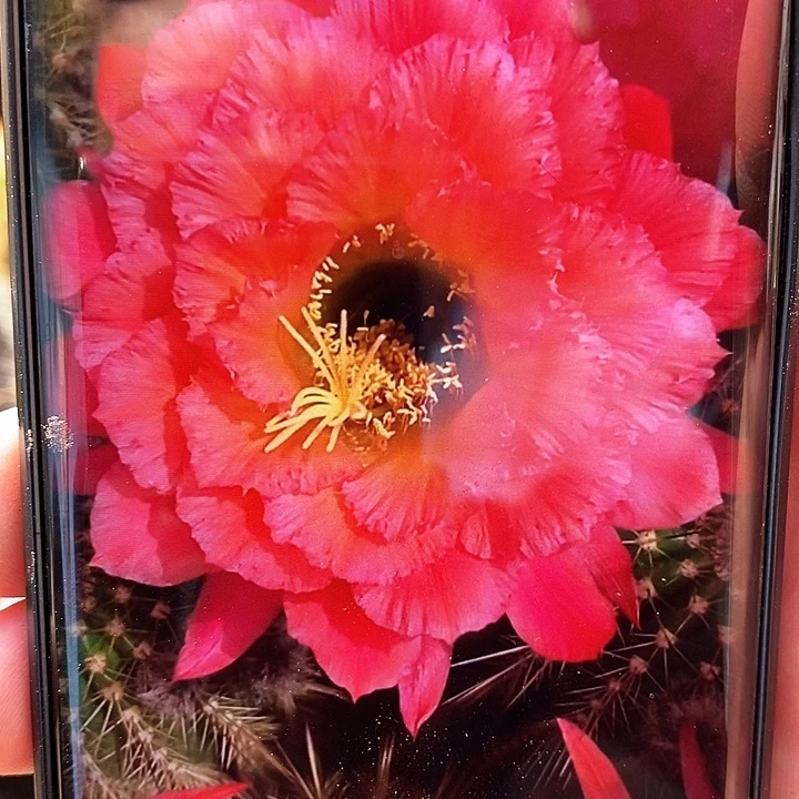 毛 牛牛 /侧芽歪20包邮/6公分左右