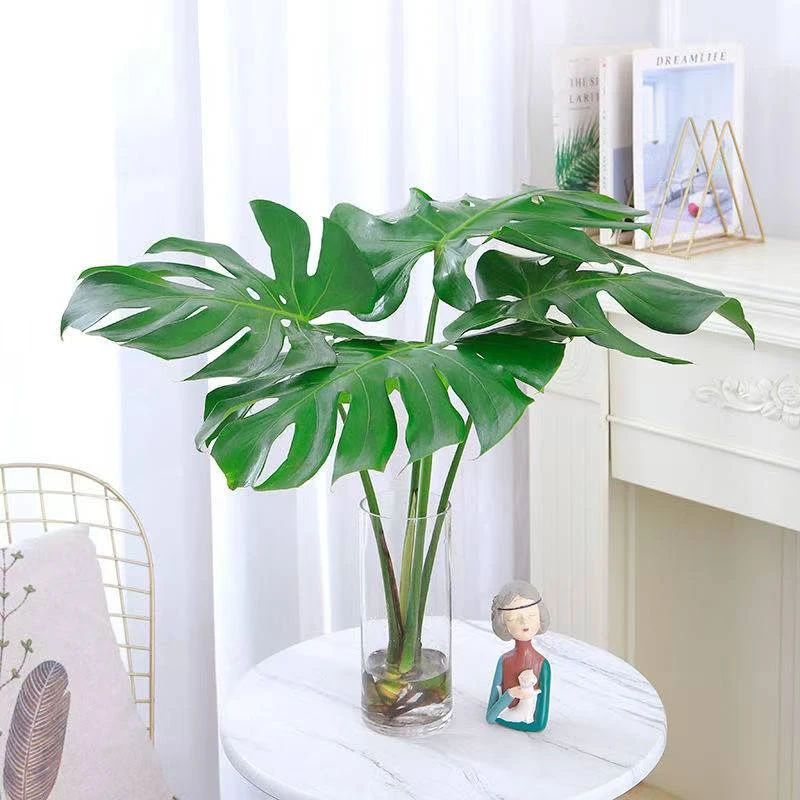 开背老桩龟背竹土水培盆栽北欧风大叶去甲醛绿植办公水培龟背竹