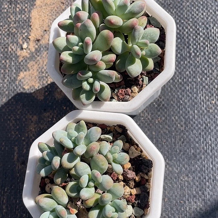 两盆苹果奶多肉植物