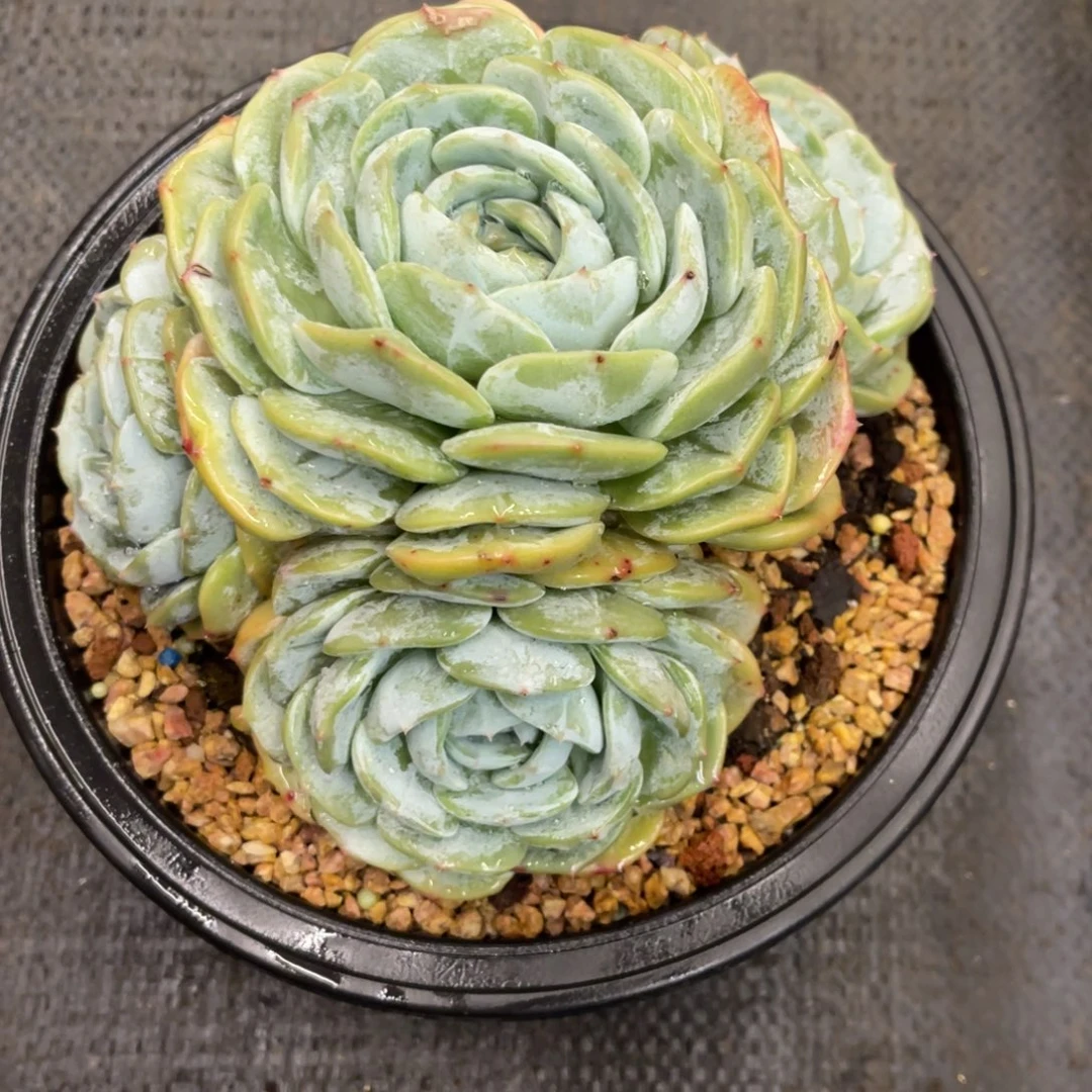 小****81282882288282825858